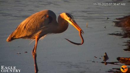 Southwest Florida River Wildlife Live Cams - Nov 30, 2025, 8:28am EST