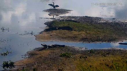 Southwest Florida River Wildlife Live Cams - Nov 7, 2025, 4:48pm EST