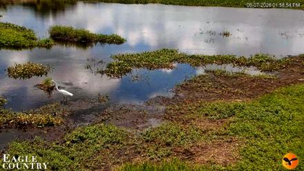Southwest Florida River Wildlife Live Cams - Jun 7, 2026, 1:59pm EDT