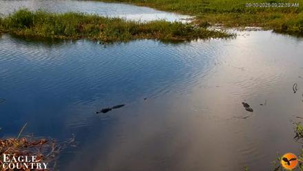 Southwest Florida River Wildlife Live Cams - Sep 30, 2026, 9:22am EDT