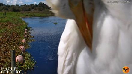 Southwest Florida River Wildlife Live Cams - Sep 4, 2026, 11:07am EDT