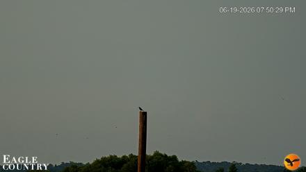 Southwest Florida River Wildlife Live Cams - Jun 19, 2026, 7:51pm EDT