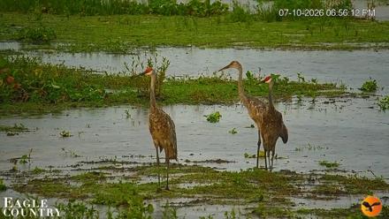 Southwest Florida River Wildlife Live Cams - Jul 10, 2026, 6:57pm EDT