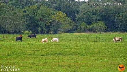 Southwest Florida River Wildlife Live Cams - Aug 15, 2026, 5:52pm EDT