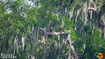 Southwest Florida River Wildlife Live Cams - May 5, 2026, 4:55pm EDT