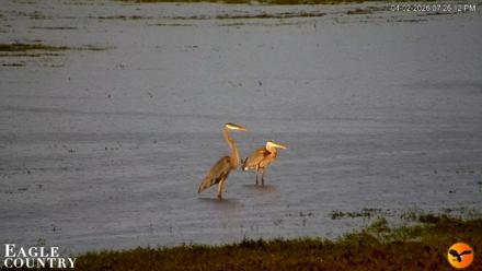 Southwest Florida River Wildlife Live Cams - Apr 2, 2026, 7:26pm EDT