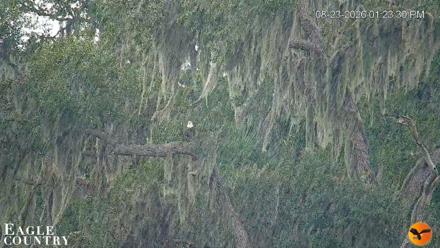 Southwest Florida River Wildlife Live Cams - Aug 23, 2026, 1:24pm EDT