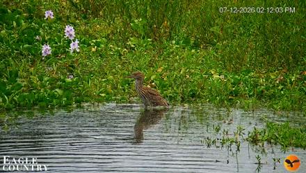 Southwest Florida River Wildlife Live Cams - Jul 12, 2026, 2:13pm EDT