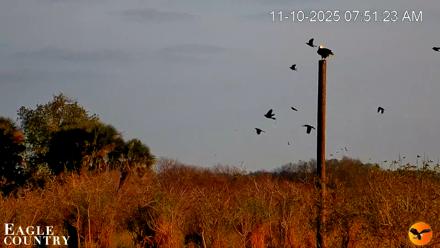 Southwest Florida River Wildlife Live Cams - Nov 10, 2025, 7:55am EST