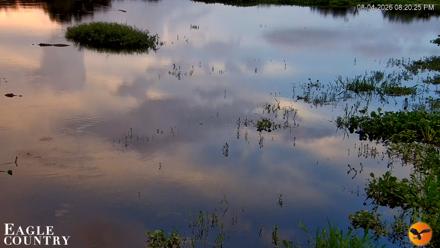 Southwest Florida River Wildlife Live Cams - Aug 4, 2026, 8:20pm EDT