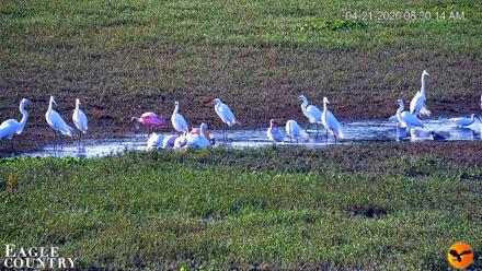 Southwest Florida River Wildlife Live Cams - Apr 21, 2026, 8:31am EDT