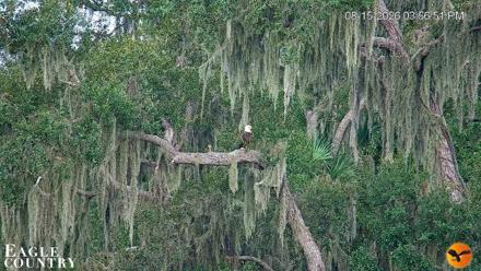 Southwest Florida River Wildlife Live Cams - Aug 15, 2026, 5:56pm EDT
