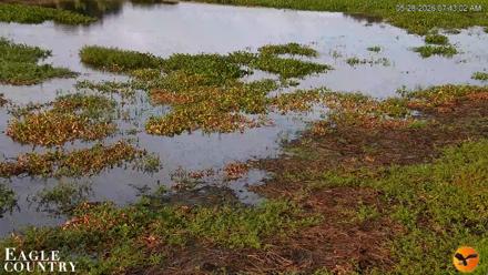 Southwest Florida River Wildlife Live Cams - May 28, 2026, 7:43am EDT