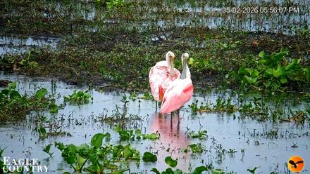 Southwest Florida River Wildlife Live Cams - May 2, 2026, 8:06pm EDT