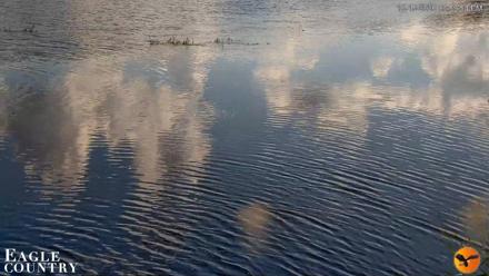 Southwest Florida River Wildlife Live Cams - Oct 15, 2026, 4:00pm EDT