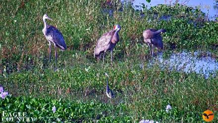 Southwest Florida River Wildlife Live Cams - Jul 14, 2026, 7:03pm EDT