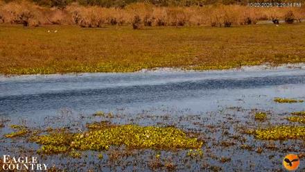 Southwest Florida River Wildlife Live Cams - Oct 22, 2026, 12:29pm EDT