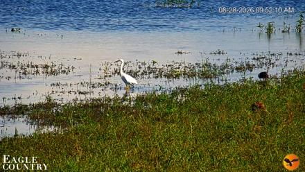 Southwest Florida River Wildlife Live Cams - Aug 28, 2026, 9:53am EDT