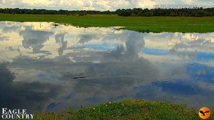 Southwest Florida River Wildlife Live Cams - Sep 30, 2026, 4:47pm EDT