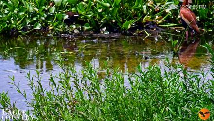 Southwest Florida River Wildlife Live Cams - Jun 23, 2026, 12:33pm EDT