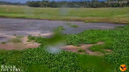 Southwest Florida River Wildlife Live Cams - Jun 27, 2026, 8:21pm EDT
