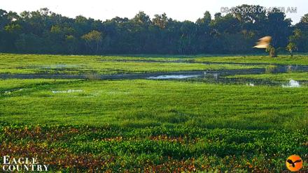 Southwest Florida River Wildlife Live Cams - Sep 2, 2026, 7:58am EDT