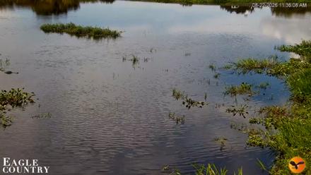 Southwest Florida River Wildlife Live Cams - Aug 22, 2026, 11:36am EDT