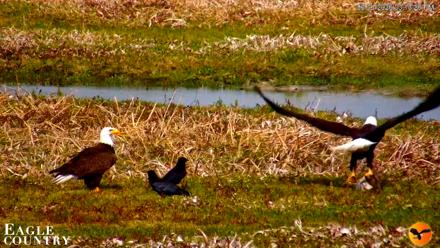 Southwest Florida River Wildlife Live Cams - Mar 1, 2026, 11:24pm EST