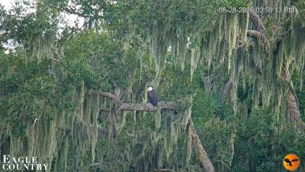 Southwest Florida River Wildlife Live Cams - Aug 28, 2026, 3:00pm EDT