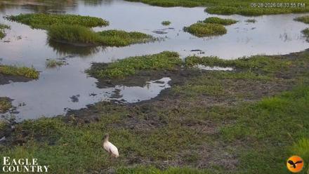 Southwest Florida River Wildlife Live Cams - Jun 28, 2026, 8:34pm EDT