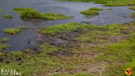 Southwest Florida River Wildlife Live Cams - Jul 3, 2026, 1:01pm EDT