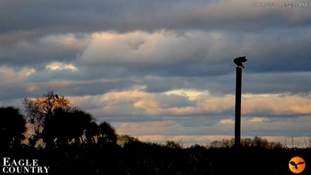 Southwest Florida River Wildlife Live Cams - Jan 18, 2026, 5:33pm EST