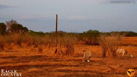 Southwest Florida River Wildlife Live Cams - Jan 22, 2026, 6:17pm EST