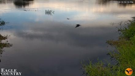 Southwest Florida River Wildlife Live Cams - Sep 8, 2026, 6:56pm EDT
