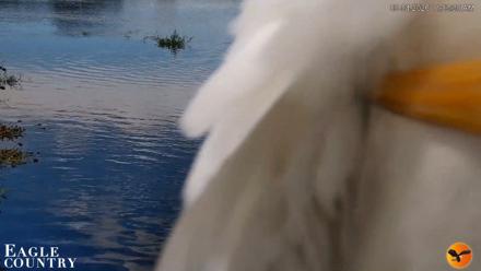 Southwest Florida River Wildlife Live Cams - Sep 4, 2026, 11:04am EDT
