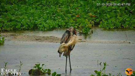 Southwest Florida River Wildlife Live Cams - Jul 10, 2026, 6:47pm EDT