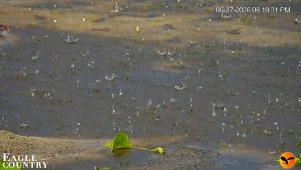 Southwest Florida River Wildlife Live Cams - Jun 27, 2026, 8:20pm EDT