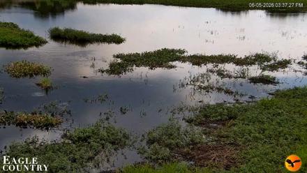Southwest Florida River Wildlife Live Cams - Jun 5, 2026, 3:38pm EDT