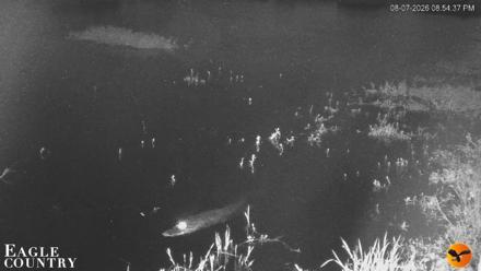 Southwest Florida River Wildlife Live Cams - Aug 7, 2026, 8:55pm EDT