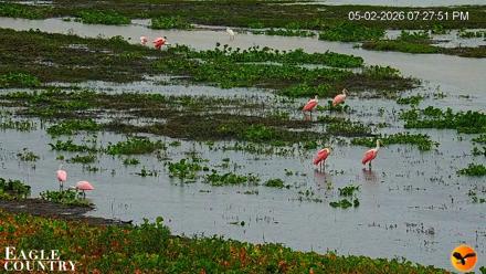 Southwest Florida River Wildlife Live Cams - May 2, 2026, 7:44pm EDT