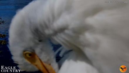 Southwest Florida River Wildlife Live Cams - Sep 4, 2026, 11:00am EDT