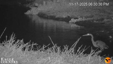 Southwest Florida River Wildlife Live Cams - Nov 17, 2025, 6:35pm EST