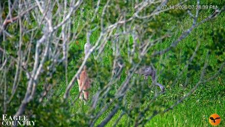 Southwest Florida River Wildlife Live Cams - Jul 14, 2026, 7:29pm EDT