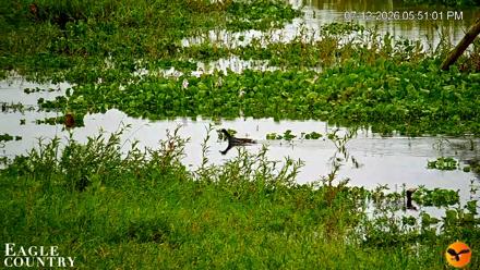 Southwest Florida River Wildlife Live Cams - Jul 12, 2026, 5:51pm EDT