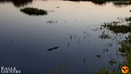 Southwest Florida River Wildlife Live Cams - Aug 7, 2026, 7:19am EDT