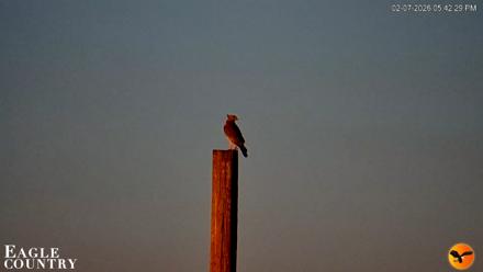 Southwest Florida River Wildlife Live Cams - Feb 7, 2026, 5:44pm EST