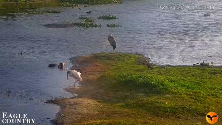 Southwest Florida River Wildlife Live Cams - Dec 2, 2025, 4:26pm EST