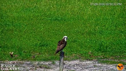 Southwest Florida River Wildlife Live Cams - Jul 9, 2026, 3:51pm EDT