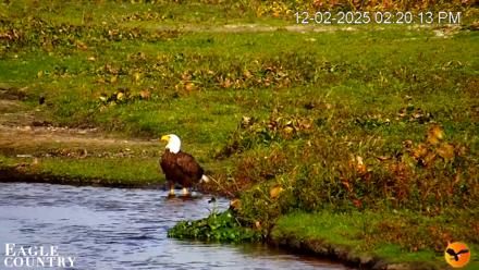 Southwest Florida River Wildlife Live Cams - Dec 2, 2025, 2:22pm EST