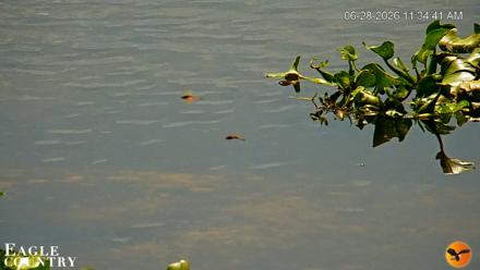 Southwest Florida River Wildlife Live Cams - Jun 28, 2026, 11:35am EDT